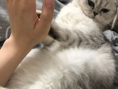 -1013 PET SHOP 宠物商店(近铁城市广场店)