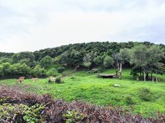 -沈阳森林动物园