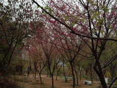 中國櫻-天适樱花悠乐园