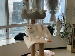 -共舞时光猫咖·狗咖(新街口店)