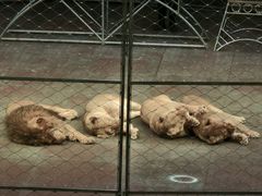 -俄罗斯国家大马戏团
