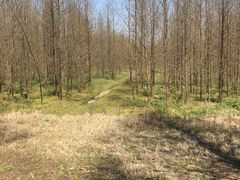 -黄海国家森林公园