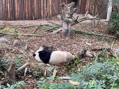 景点-成都大熊猫繁育研究基地