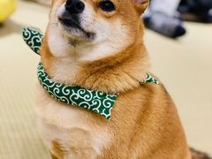 -逗柴咖啡屋·狗咖猫咖宠物桌游