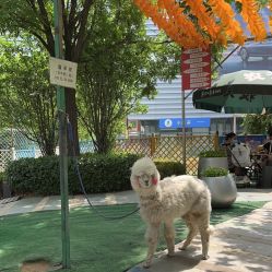 -萌宠亲子动物乐园(槐房万达店)