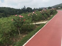-龙寺生态园