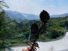 -长沙黑麋峰国家森林公园