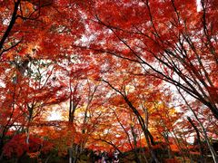 -常寂光寺