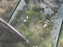 -拉威海鲜市场