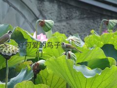 -成都市文化公园