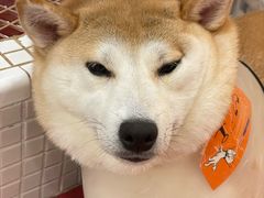 -和它·交个朋友·狗咖猫咖(爱琴海店)