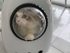 -艾吉宠物医院·疑难杂症转诊中心·猫友好(碧江路院)