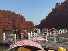 -上海海湾国家森林公园