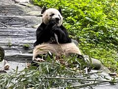 -都江堰中华大熊猫苑