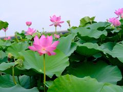 -荷塘月色湿地公园·向阳花洲