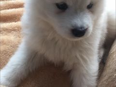 -翊宠yipet猫狗购宠庄园犬舍•猫舍