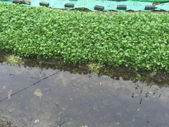 -丫丫蟹庄·苏式园林农家乐·阳澄湖大闸蟹(阳澄湖莲花岛店)