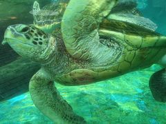-海合安成都极地海洋公园