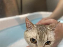 -PETKIT小佩宠物·低压洗护(国顺东路店)