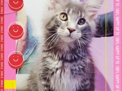 -十年猫舍·猫咪专门店(普陀店)