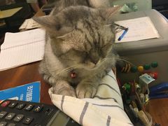-猫色咖啡·猫咖