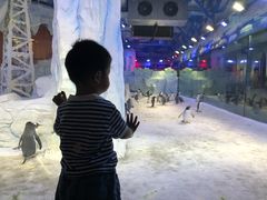 -芜湖新华联大白鲸海洋公园