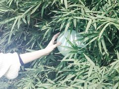 -重庆市江北嘴中央商务区中央公园