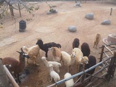 -泉州海丝野生动物世界