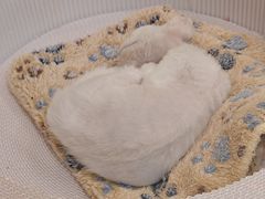 -BABIT巴比特宠物(MOMOPARK店)