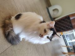 -猫咖时代(中山亭店)