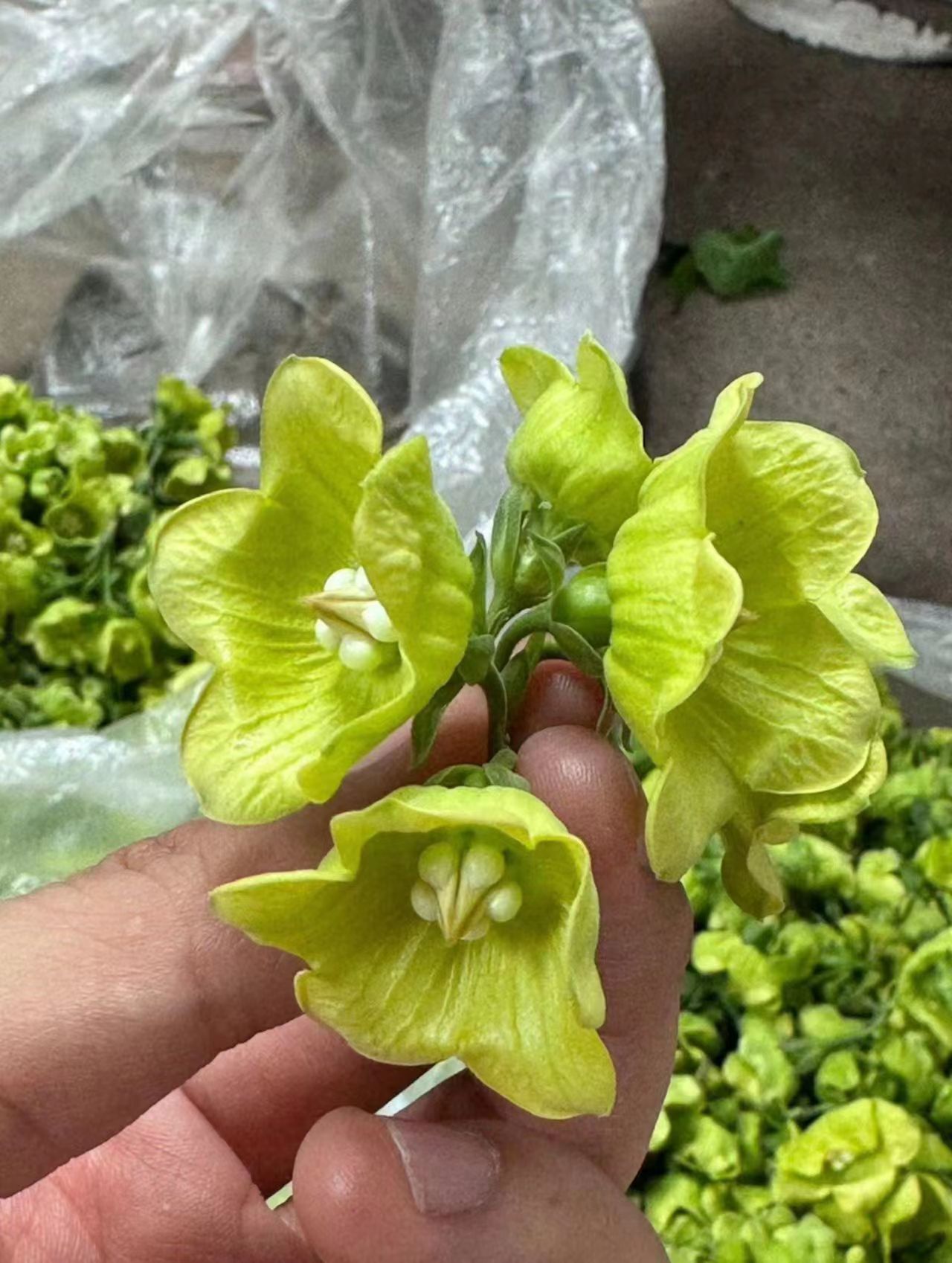 在云南的菜市场当菜卖