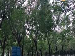 -西青郊野公园