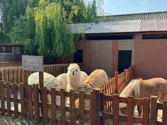 -丽江金茂凯悦臻选酒店-滇香馆