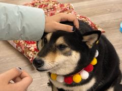 -柴迷FANS CLUB·柴犬狗咖·猫咖
