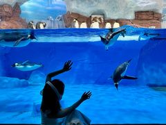 -海合安成都极地海洋公园