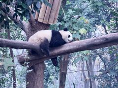 -成都大熊猫繁育研究基地