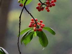 -樱桃山旅游景区