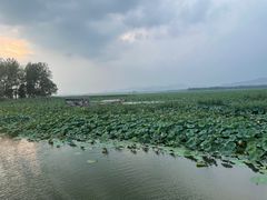-微山湖红荷湿地景区