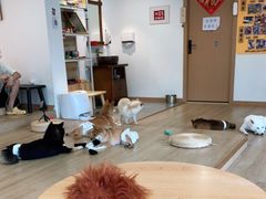 -南京Hallo宠物乐园·哈罗犬舍·柴犬繁育基地