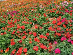-松山湖梦幻百花洲