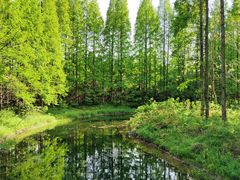 -东平国家森林公园