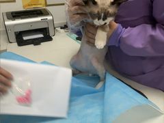 -瑞派·关忠动物医院·猫专科·犬专科(三环新城店)