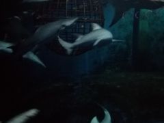 -大连圣亚海洋世界
