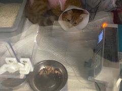-美联众合动物医院·24h转诊中心