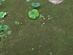 -海天湖公园