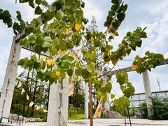 -上海佘山国家森林公园天马山园