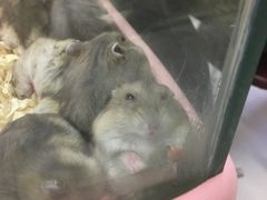-钓仓鼠(洋桥北里小区店)