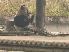 -中国大熊猫保护研究中心雅安碧峰峡基地