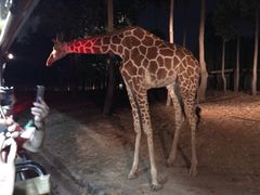-清迈夜间动物园