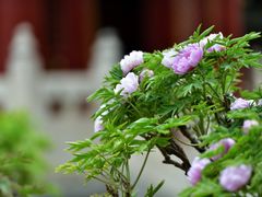-故宫博物院(故宫)